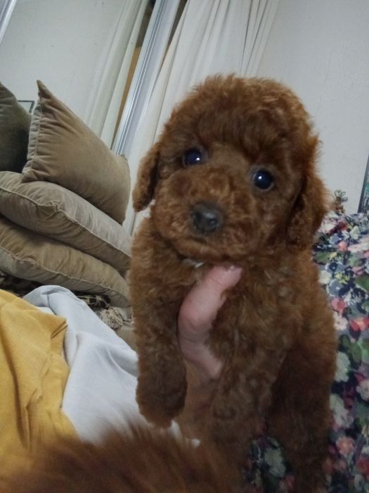 Той- Пуделя хорошої якості!