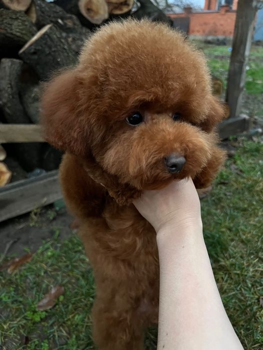 Той пудель мальчик китай 6мес. подросток