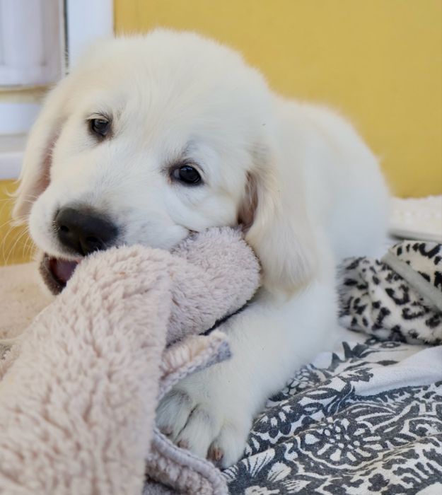Golden Retriever fêmea com LOP