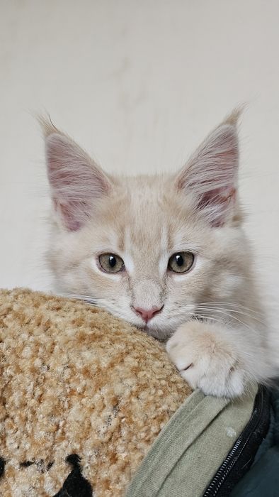 Кошечка породы мейн-кун