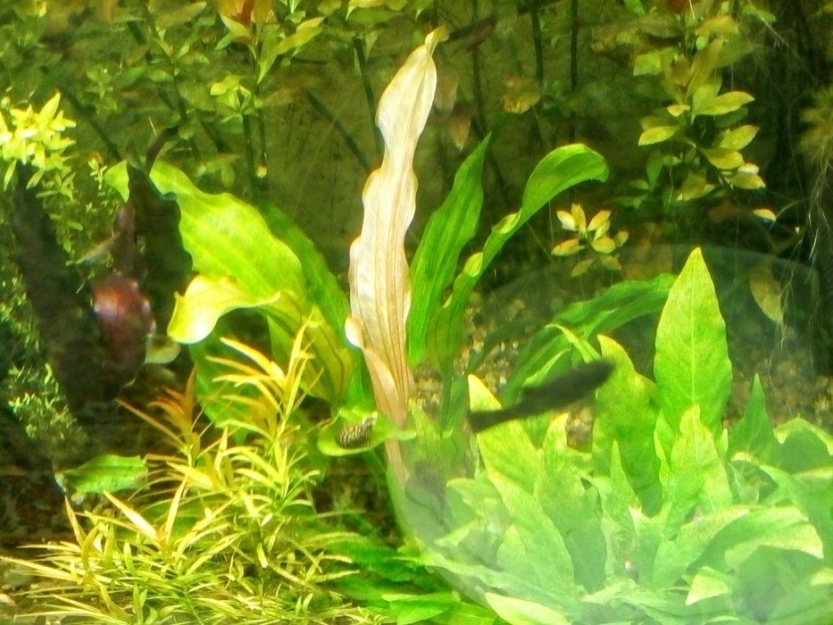 Эхинодорус  Пять Сольдо 35/40см