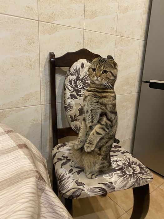 Кіт для вязки