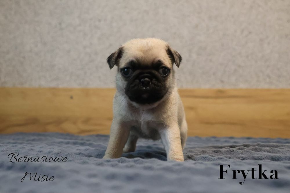 Mops beżowa sunia Frytka