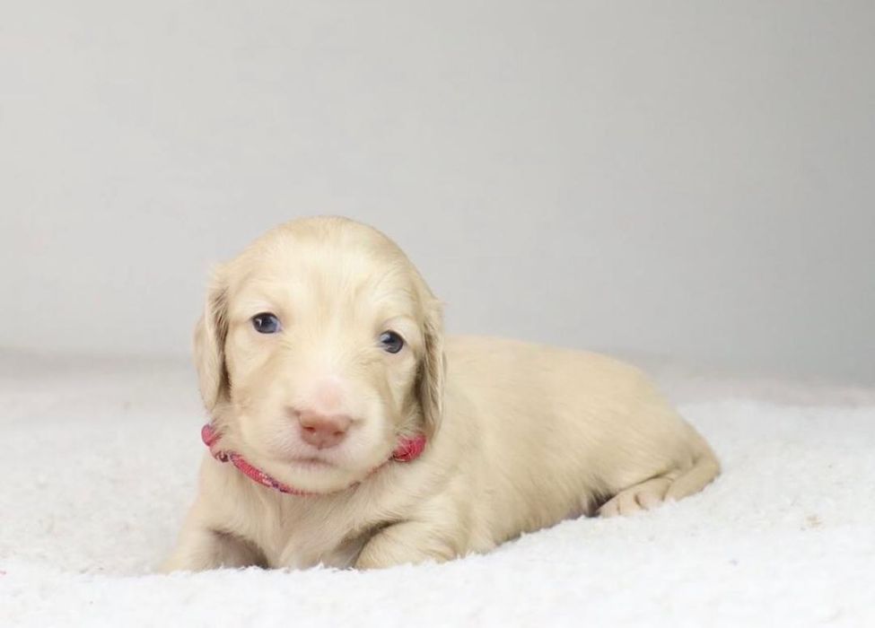 Кремові красуні  шукають нову сім'ю