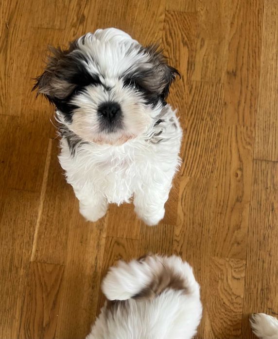 Szczenięta rasy Shih tzu z zarejestrowanej hodowli – z metryczką