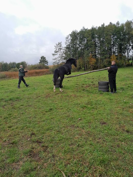 Wałach Wielkopolski na sprzedaż