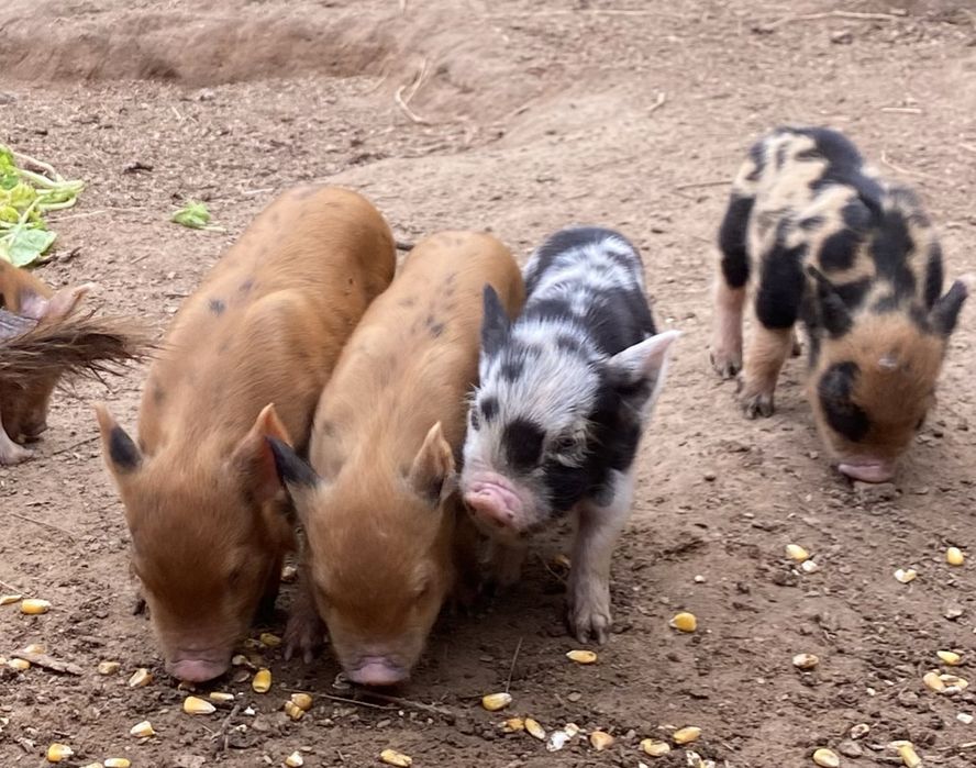 Kune Kune -leitoes