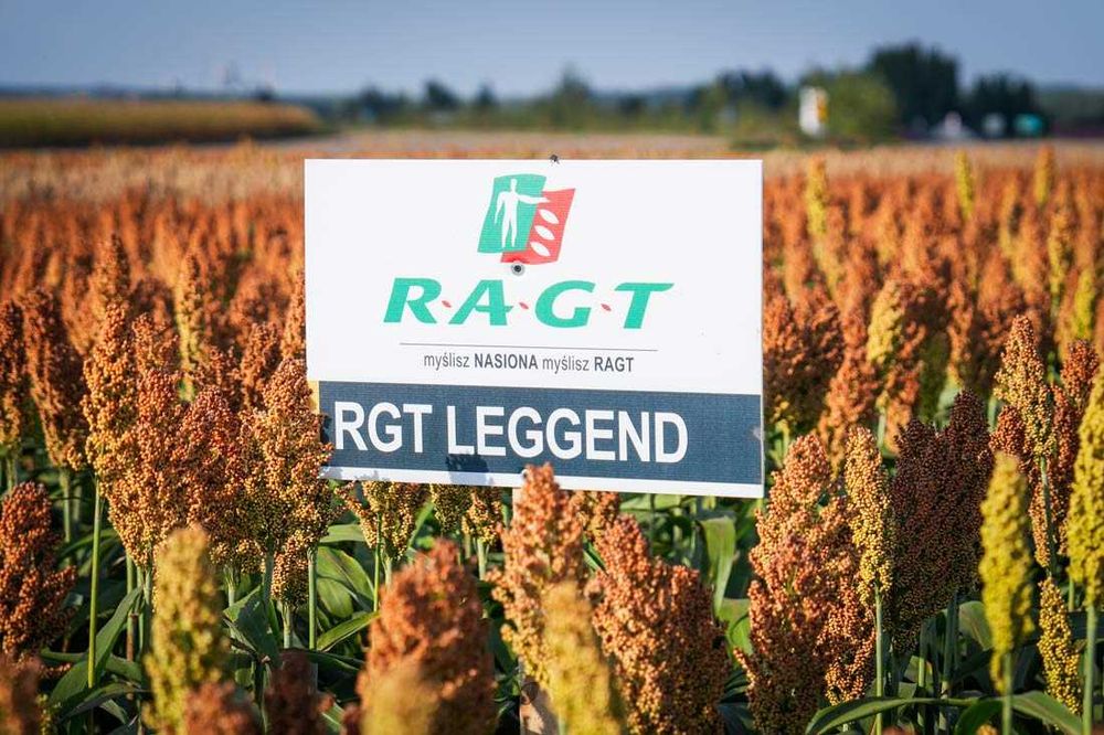 SORGO ziarnowe - RGT - "Leggend/Fergguson/Alligator" - 1js -> 300 tyś. nasion