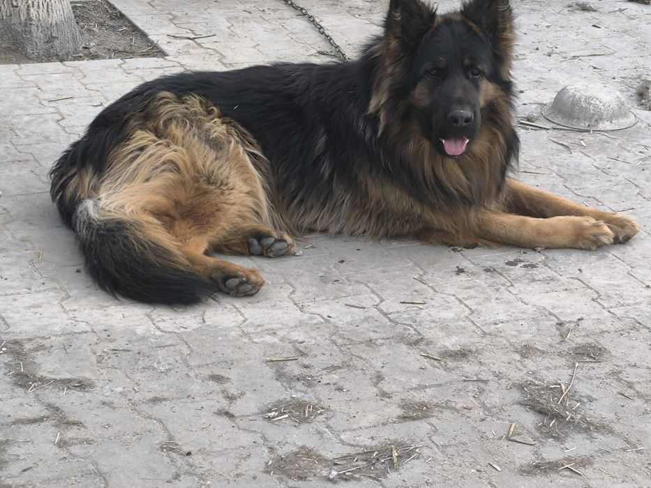 Owczarek niemiecki suczka 2 lata