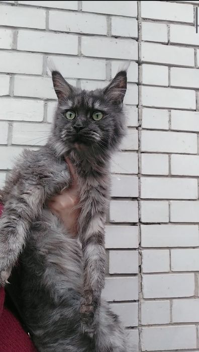 самые классные котики