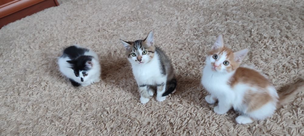 Віддам кошенят, отдам котят безкоштовно