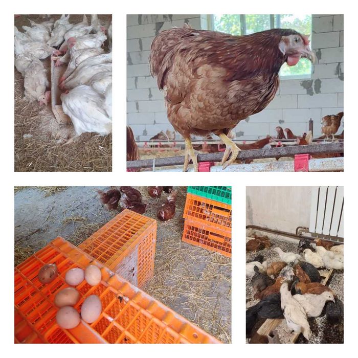 Продам кури несушки! Доставка безкоштовна. Пирятин!