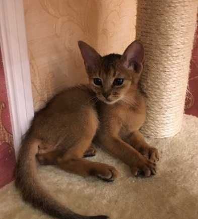 Абиссинская кошечка дикой масти