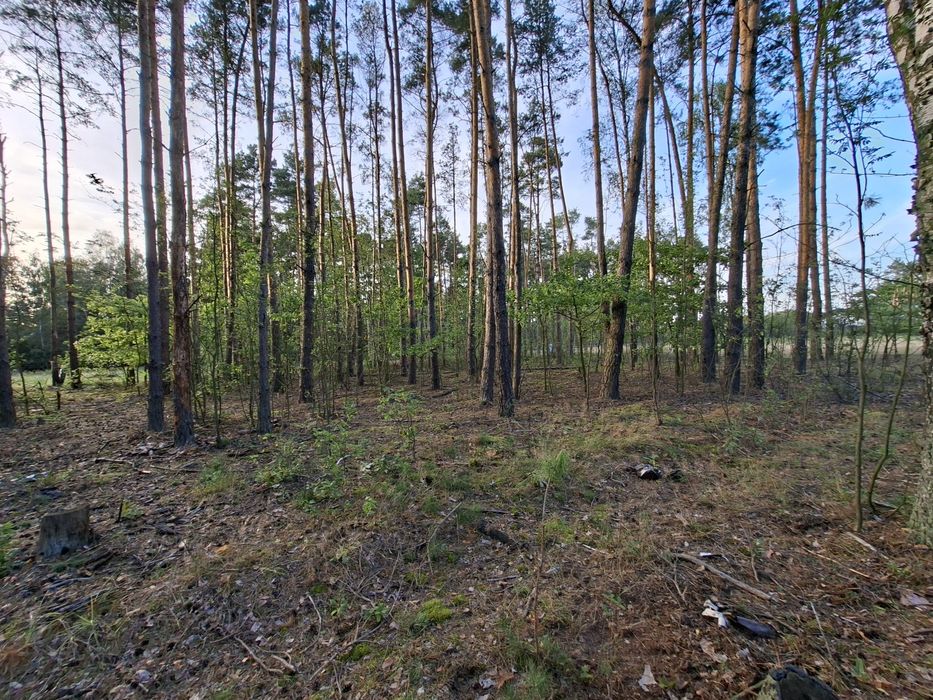 Działka 1500 m² | LAS | Budy Grzybek | Dom jednorodzinny | Media - Widok 4