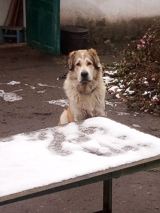 Вязка случка Среднеазиатская Овчарка, САО, Алабай