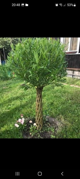 Wierzba ozdobna Salix mrozoodporna