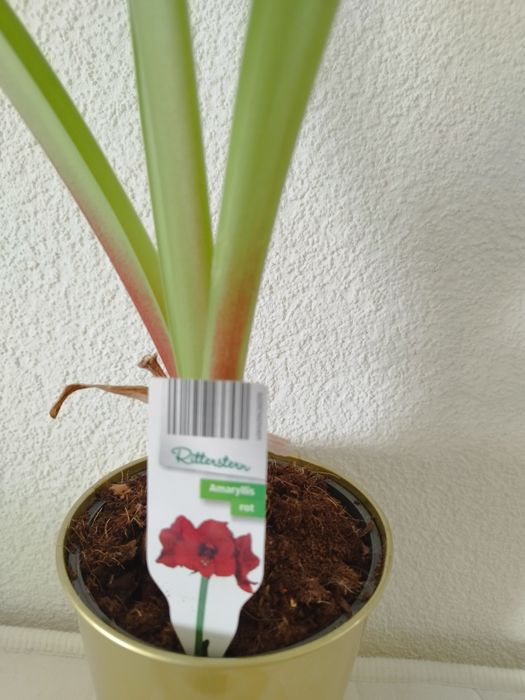 гіпеаструм амаріліс амариллис лілія кімнатна квітка кашпо