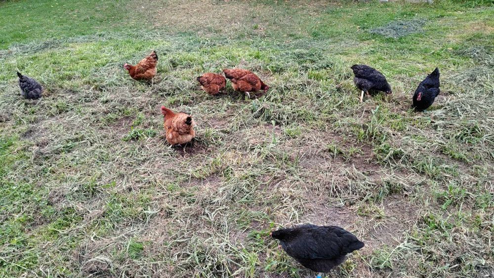 Kurki Nioski Gotowe do Produkcji Jaj – Odbiór Osobisty lub Transport