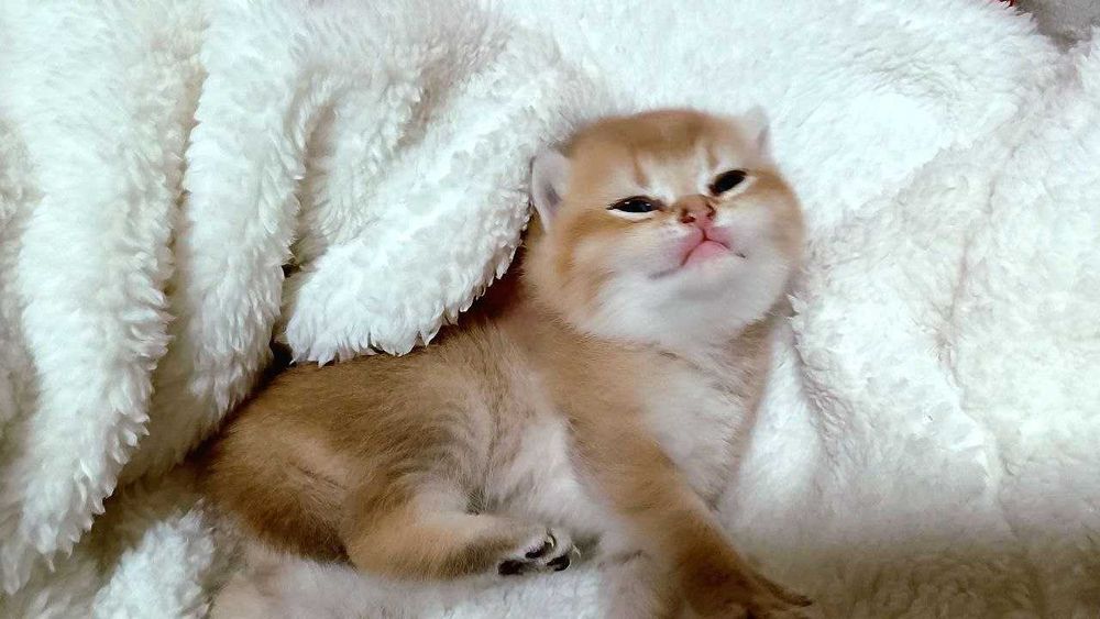 Золота шиншилка хлопчик