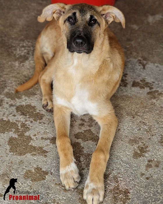 TED - Cãozinho hiper meigo para adoção