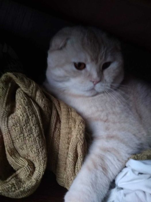 Шотландский вислоухий кот редкого окраса на вязку