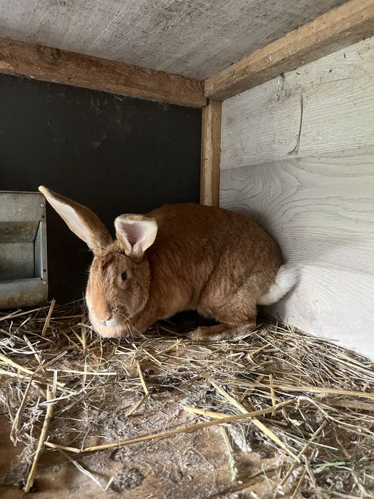 Samica królika mieszaniec zakocona