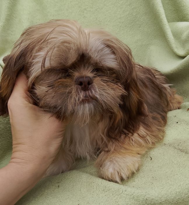 Suczka gotowa do odbioru 4 miesiące Shih tzu