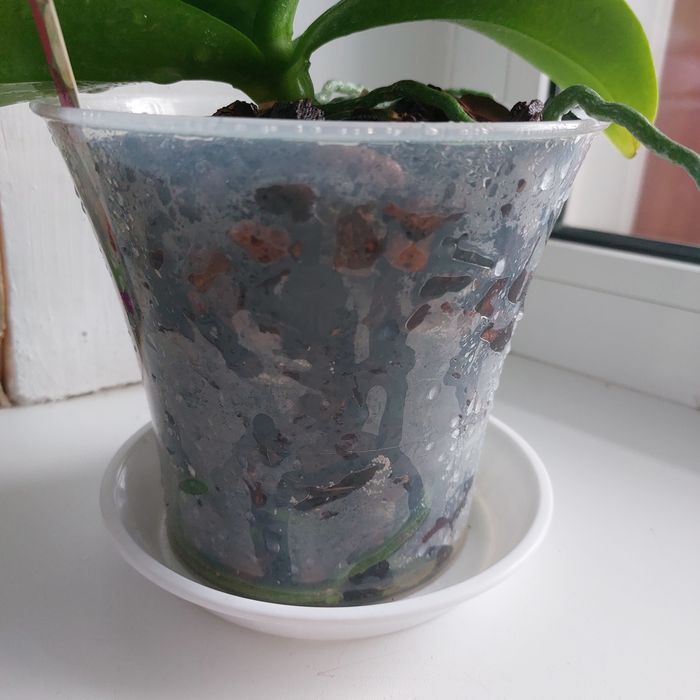 Продам орхидею миди