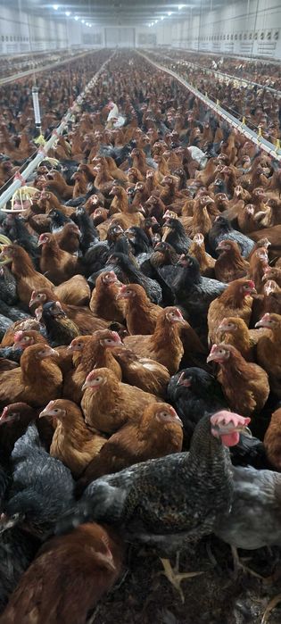 Kury nioski Rosa Messa i Leghorn prosto od hodowcy. Dowóz Gratis.