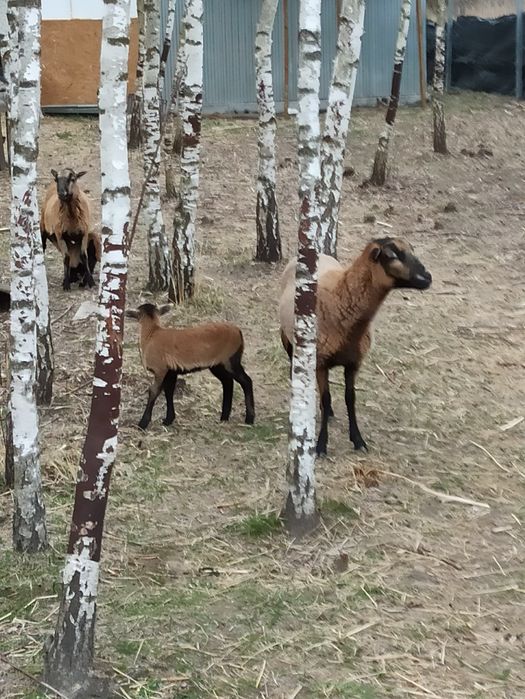 Sprzedam dwie owce z małymi.