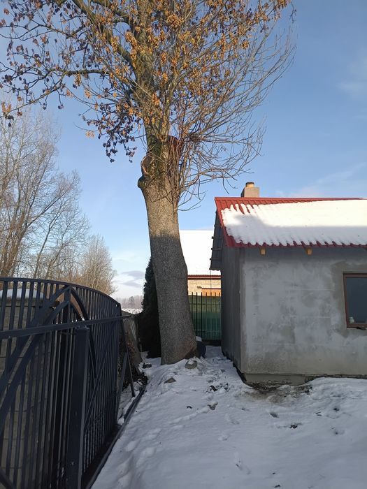 Witam sprzedam jesiona...