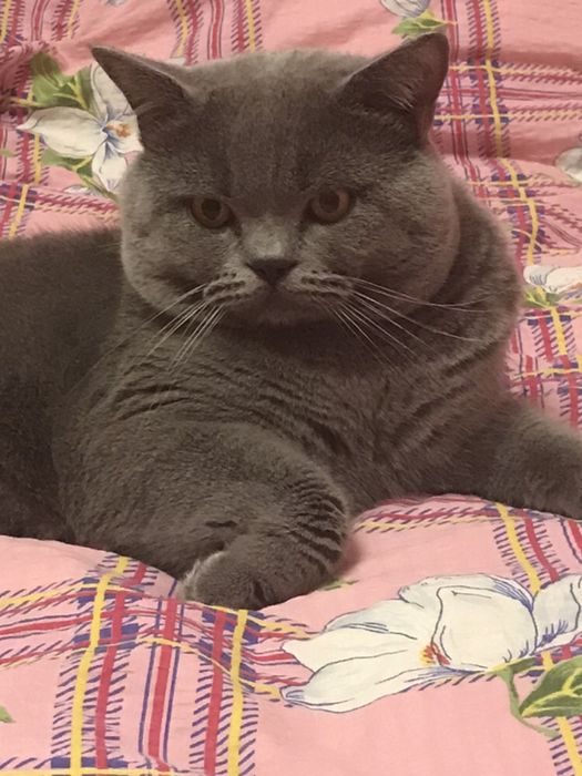 Шотландець-в‘язка