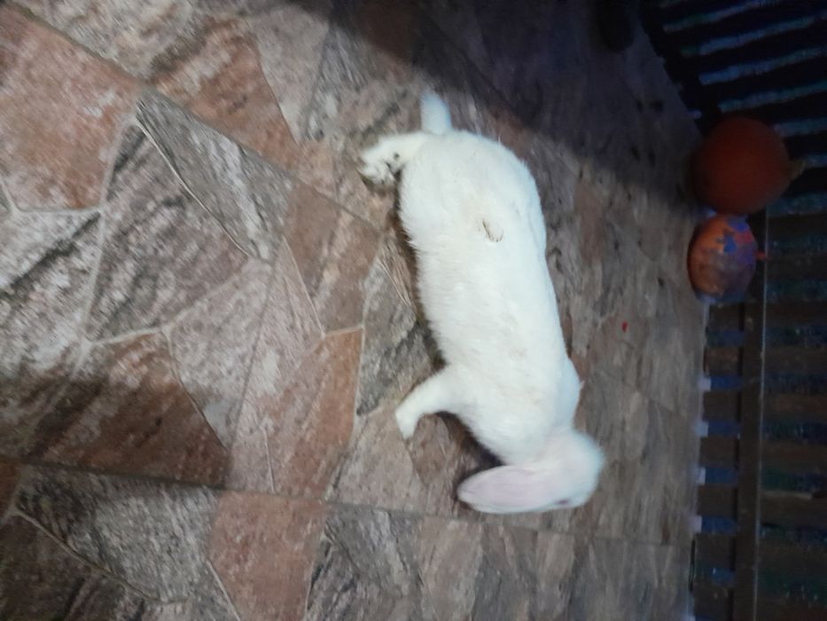 Sprzedam samice królika