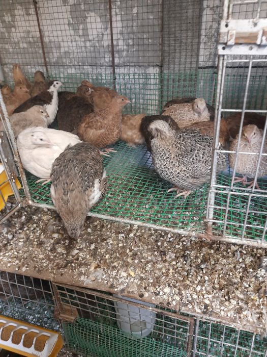 Przepiórki na sprzedaż