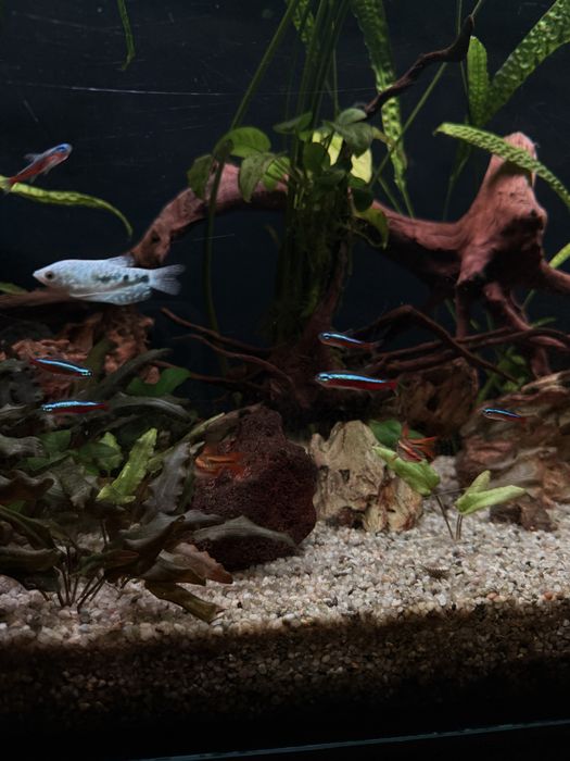 Ryby akwariowe neony brzanki kosiarki gurami