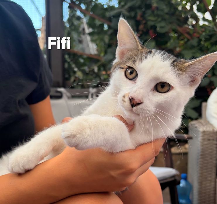 Kocurek 5 miesięczny do adopcji