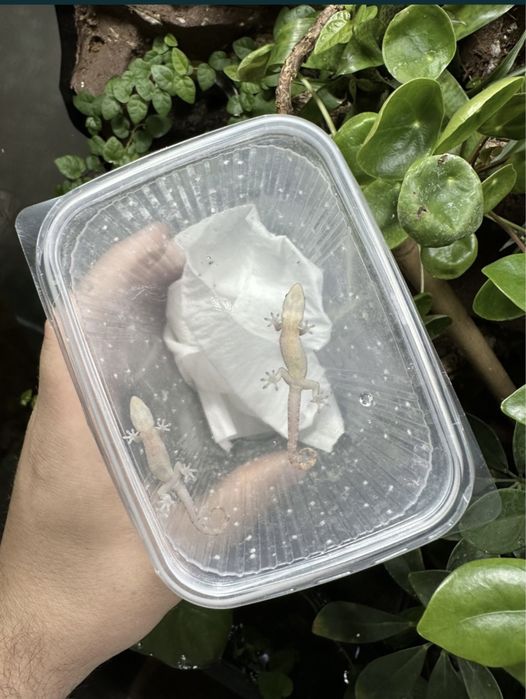 Gekon płaczący gekon jaszczurka isopody prosionki czikczak