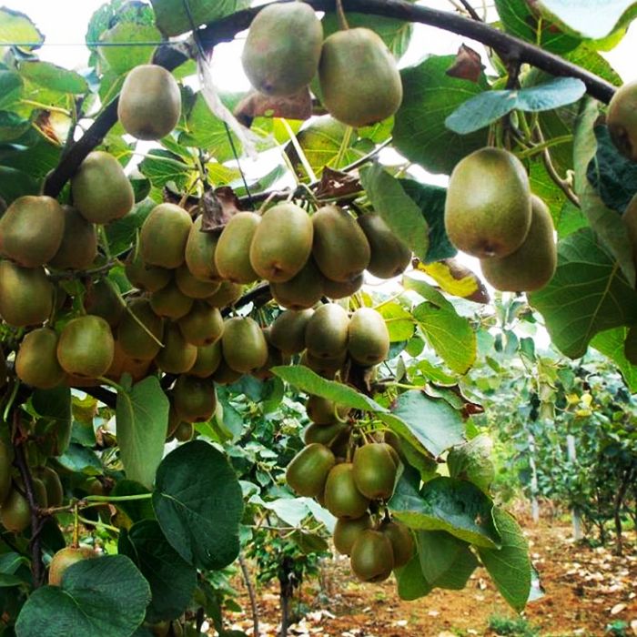 Хурма Ківі Черешня Персик Яблуня Груша Абрикоса Магнолія Рододендрон