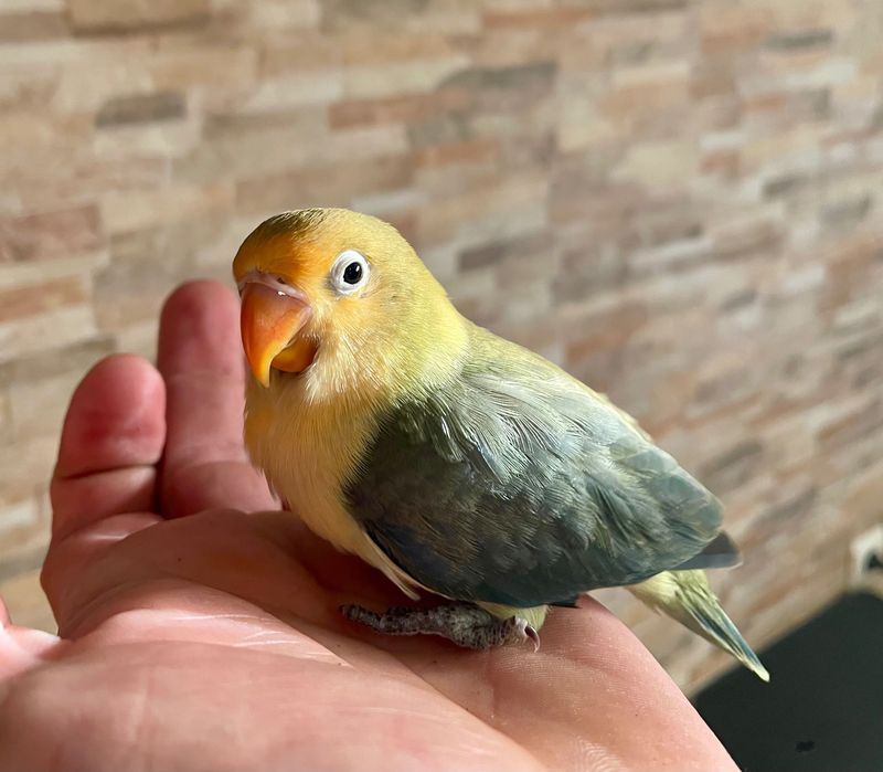 Agaporni domésticado