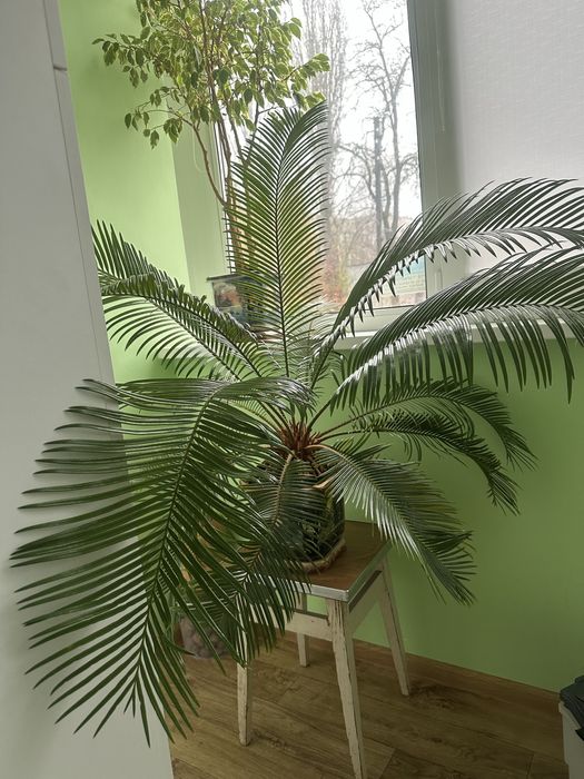 Сагова пальма цикас