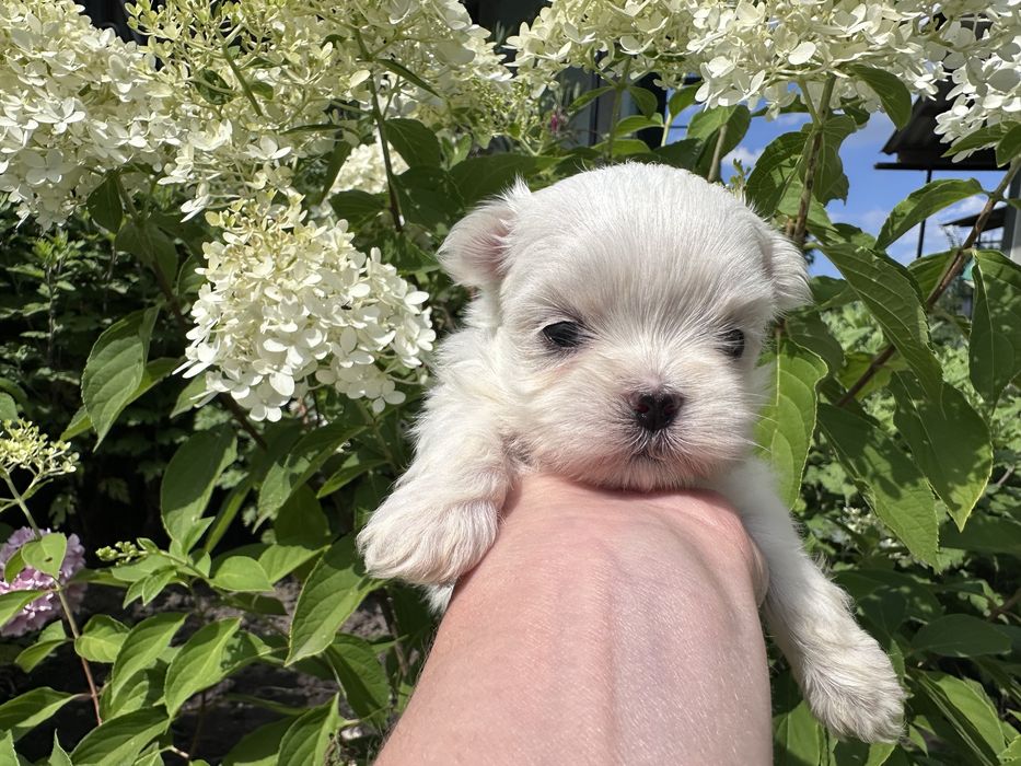 Відкрито бронювання на хлопчика мальтезе Mini Baby Face!