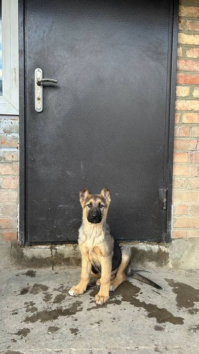 Дівчинка німецької овчарки