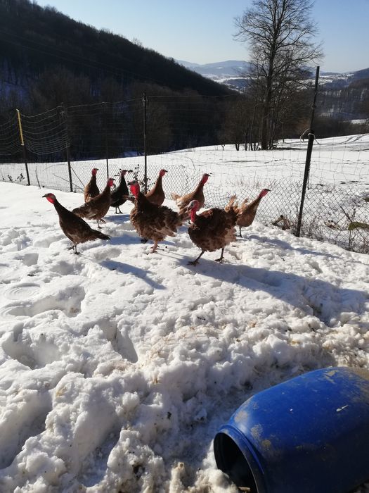 Indyczki 9 miesięczne