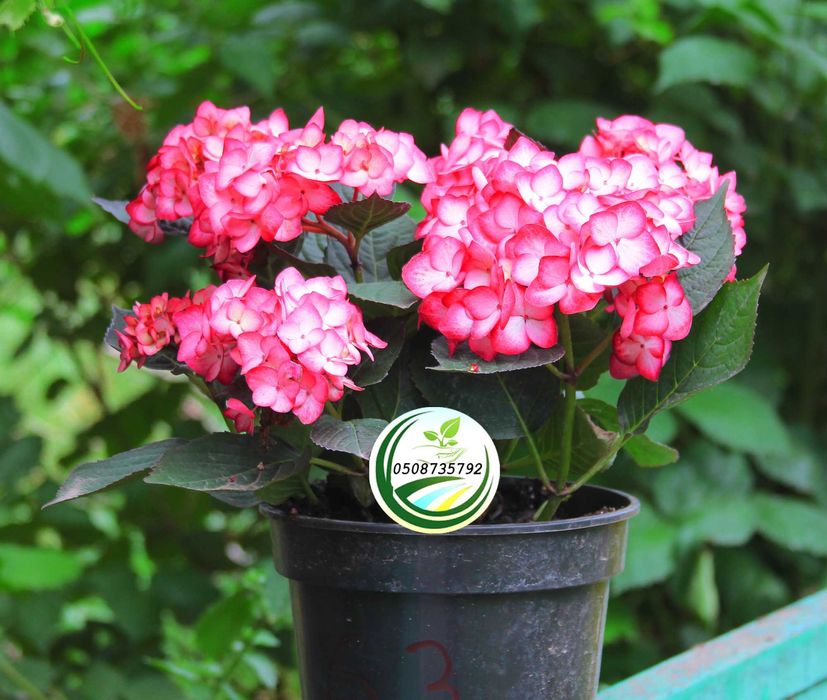 Саджанці - кущі гортензії широколистої "Червона"