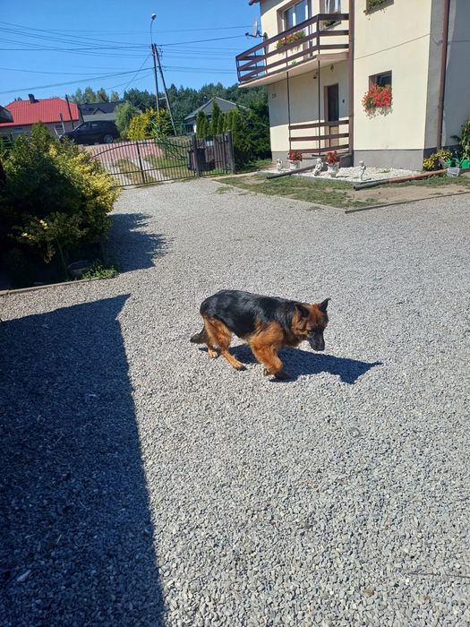 Owczarek niemiecki Oddam za darmo