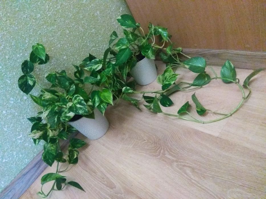 Dwa Epipremnum Złociste w biało-srebrnych osłonkach Komplet