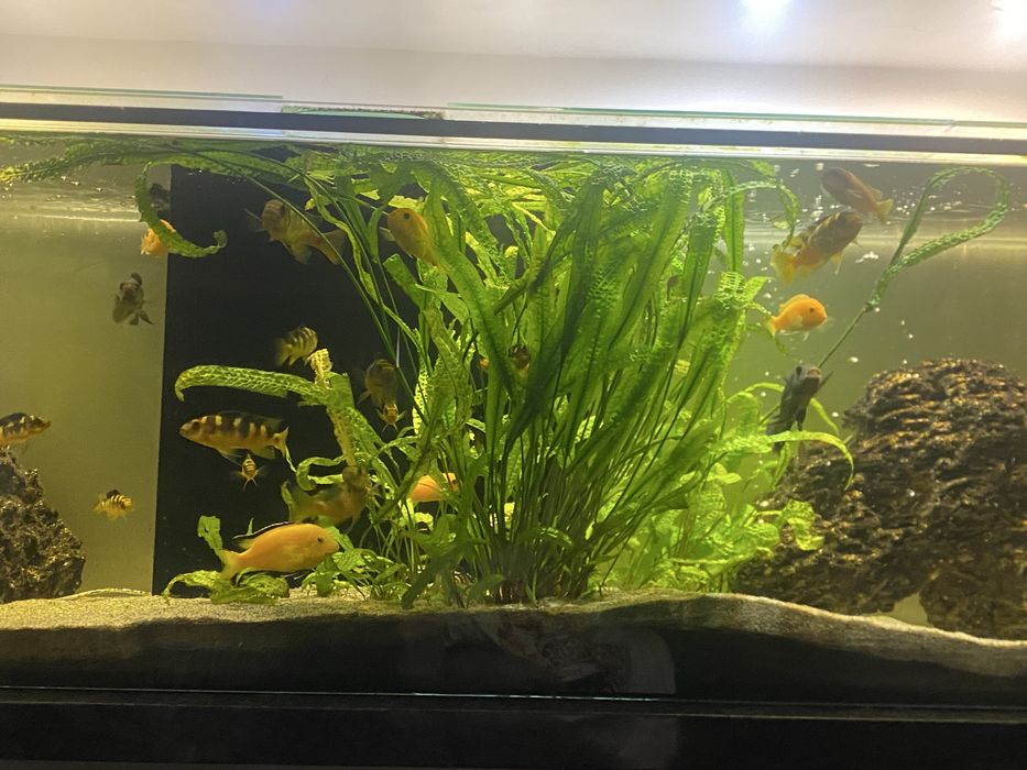 Pyszczaki za darmo- REZERWACJA TO JUTRA