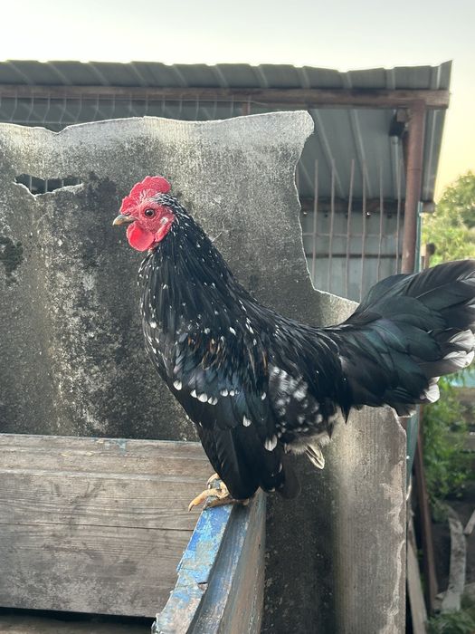 Продам курей (півнів) корольок/бентамку