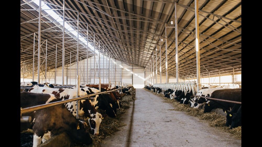 Ангар, склад, ферма, колони. Корівник 60*182*4,5*14(коровник).