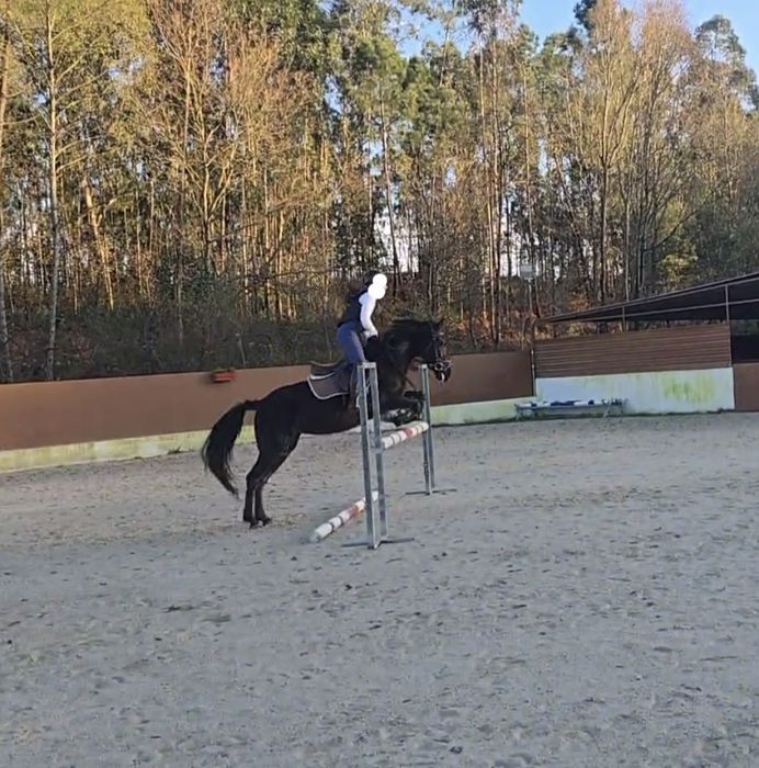 Égua preta com 6 anos